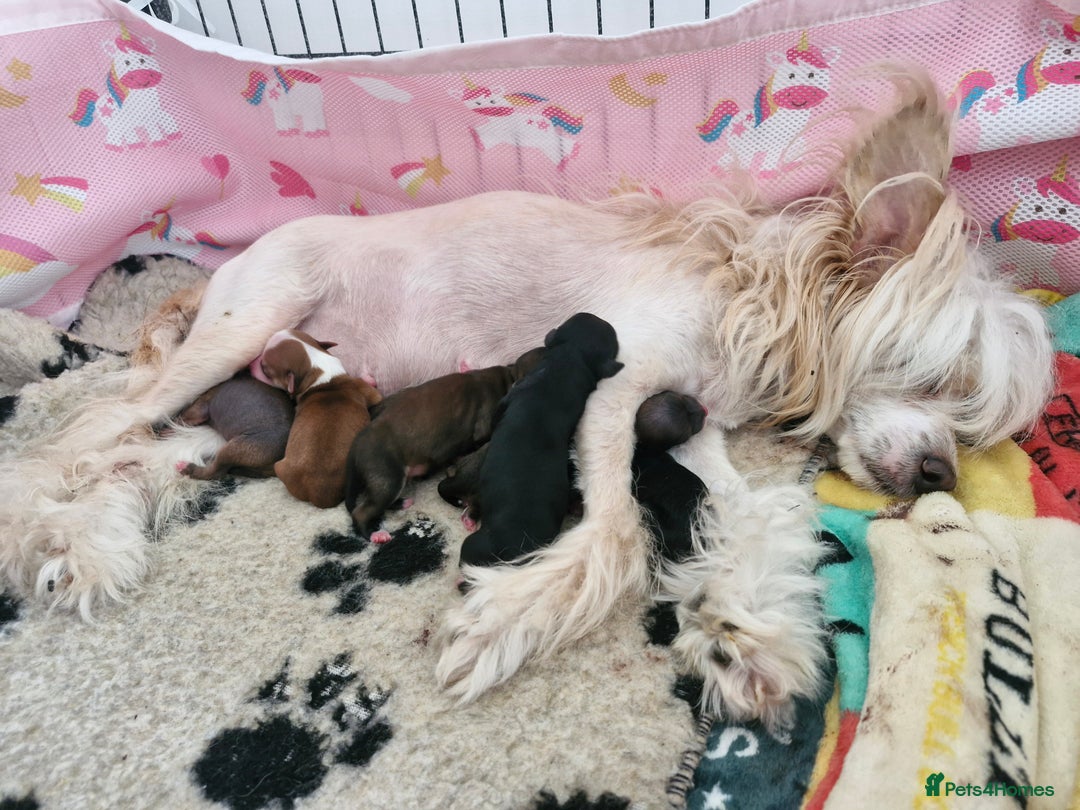 Chinese Crested dogs for sale: Two Boys letf £1300 in Crewe - Image 3