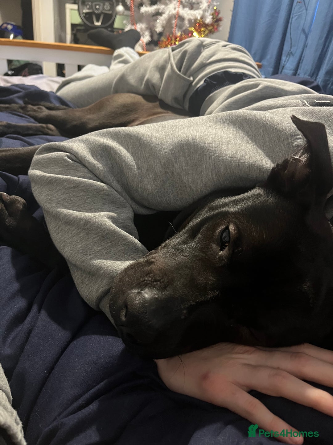 Mixed Breed dogs for sale: Rocco  - Advert 4