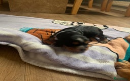 Cocker Spaniel dogs for sale: Cocker Spaniel pups for sale  - Image 10