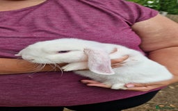 Mini Lop rabbits for sale: White, Blue eyed Mini lop Buck - Image 2