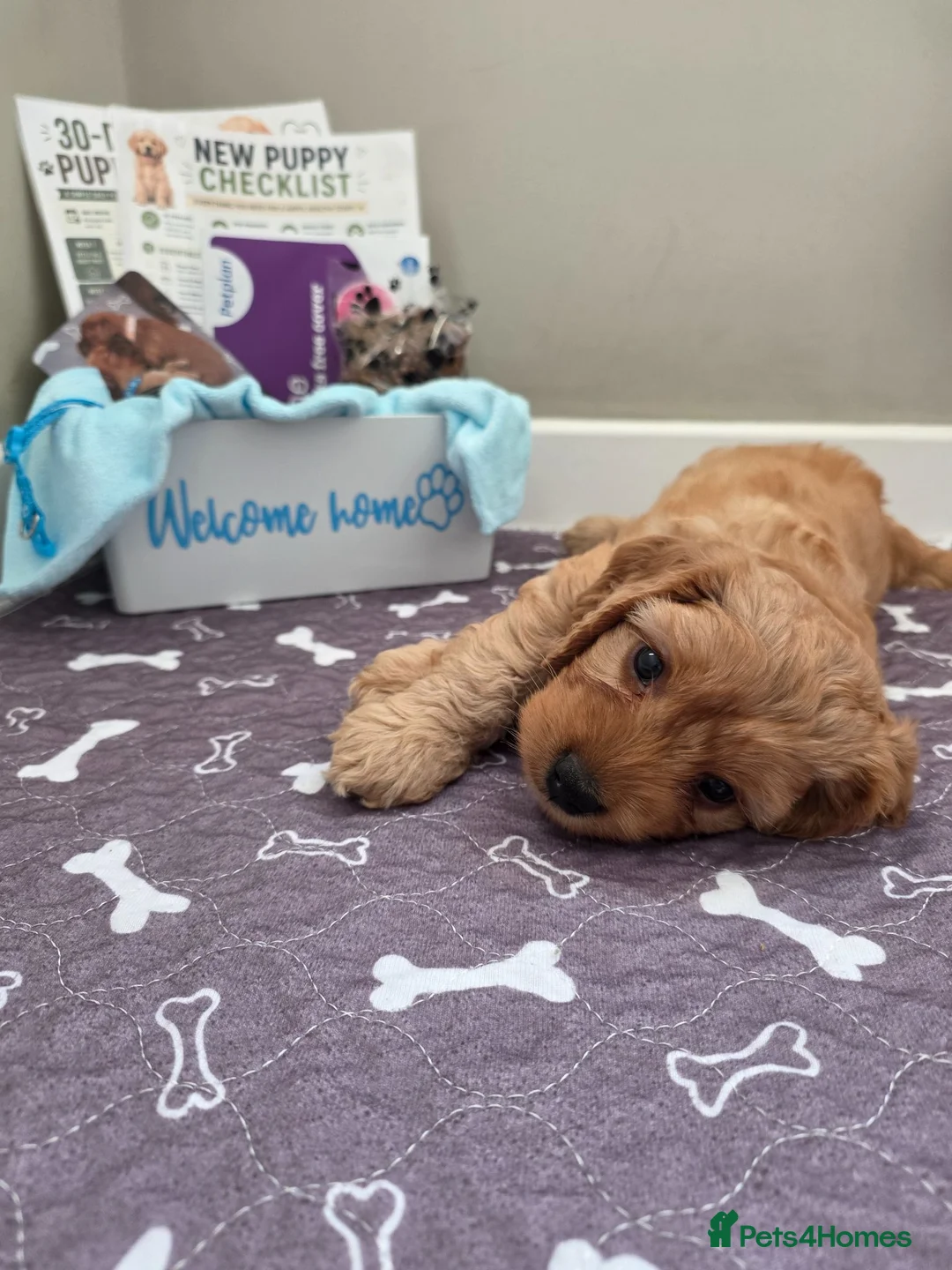 Cockapoo dogs for sale: 2 ADORABLE male Cockapoo puppies available!  - Advert 1