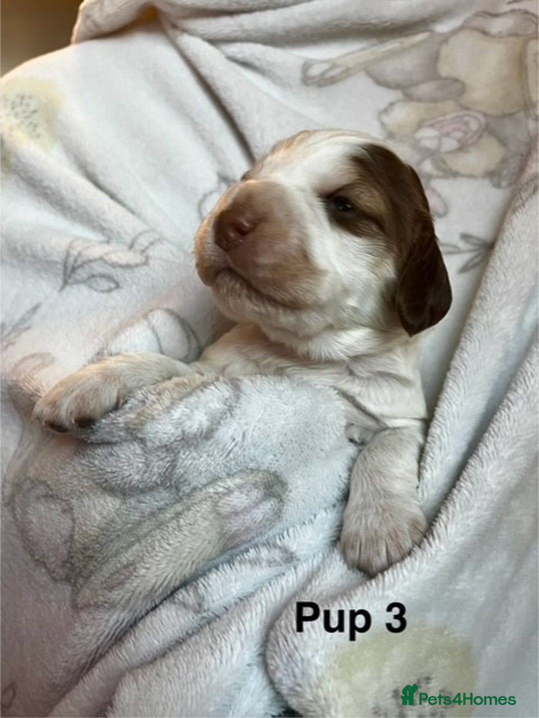 Cockapoo dogs for sale: Adorable Cocker Spaniel/Cockapoo Puppies - Image 13