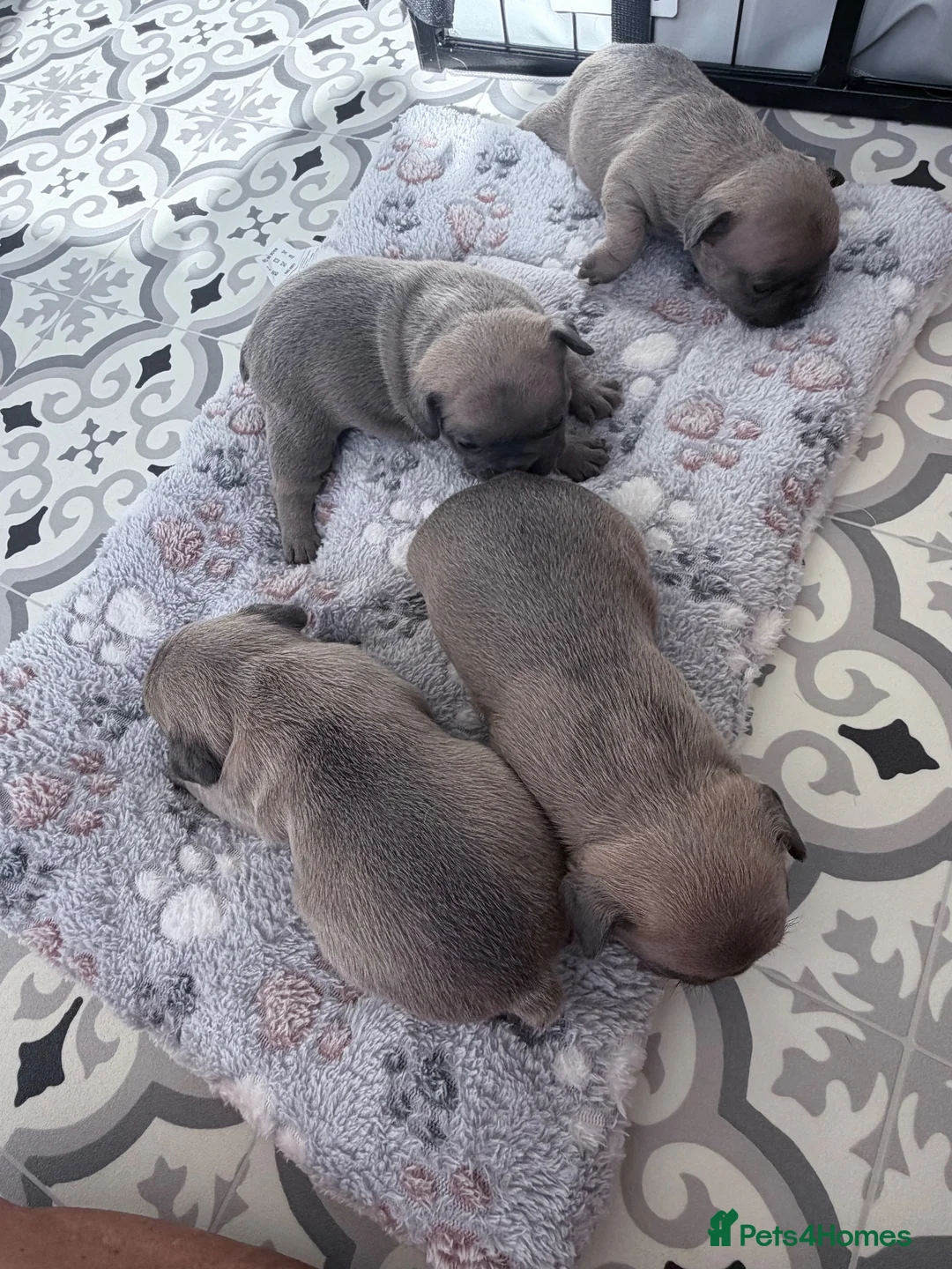 French Bulldog dogs for sale: Female Frenchie puppies - Advert 2