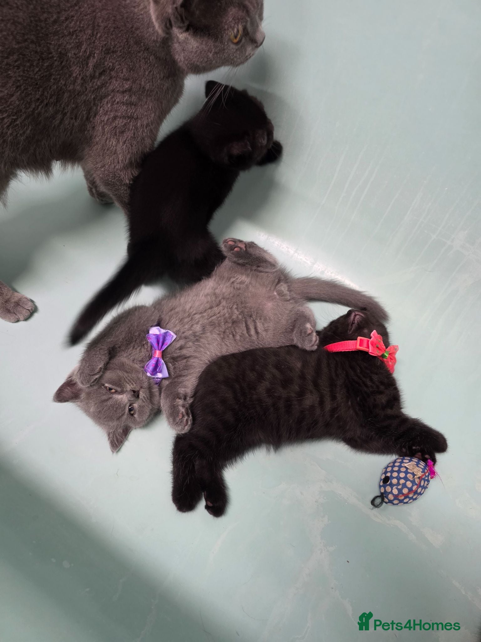 British Shorthair cats Beautiful British Shorthair Kittens for LovingHome - Advert 2