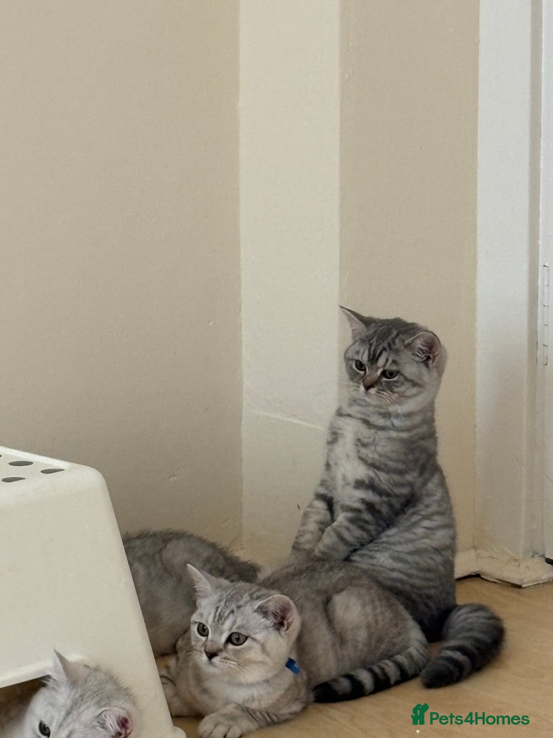 British Shorthair cats for sale: Pedigree|Champion Lines|GCCF Registered| - Image 35