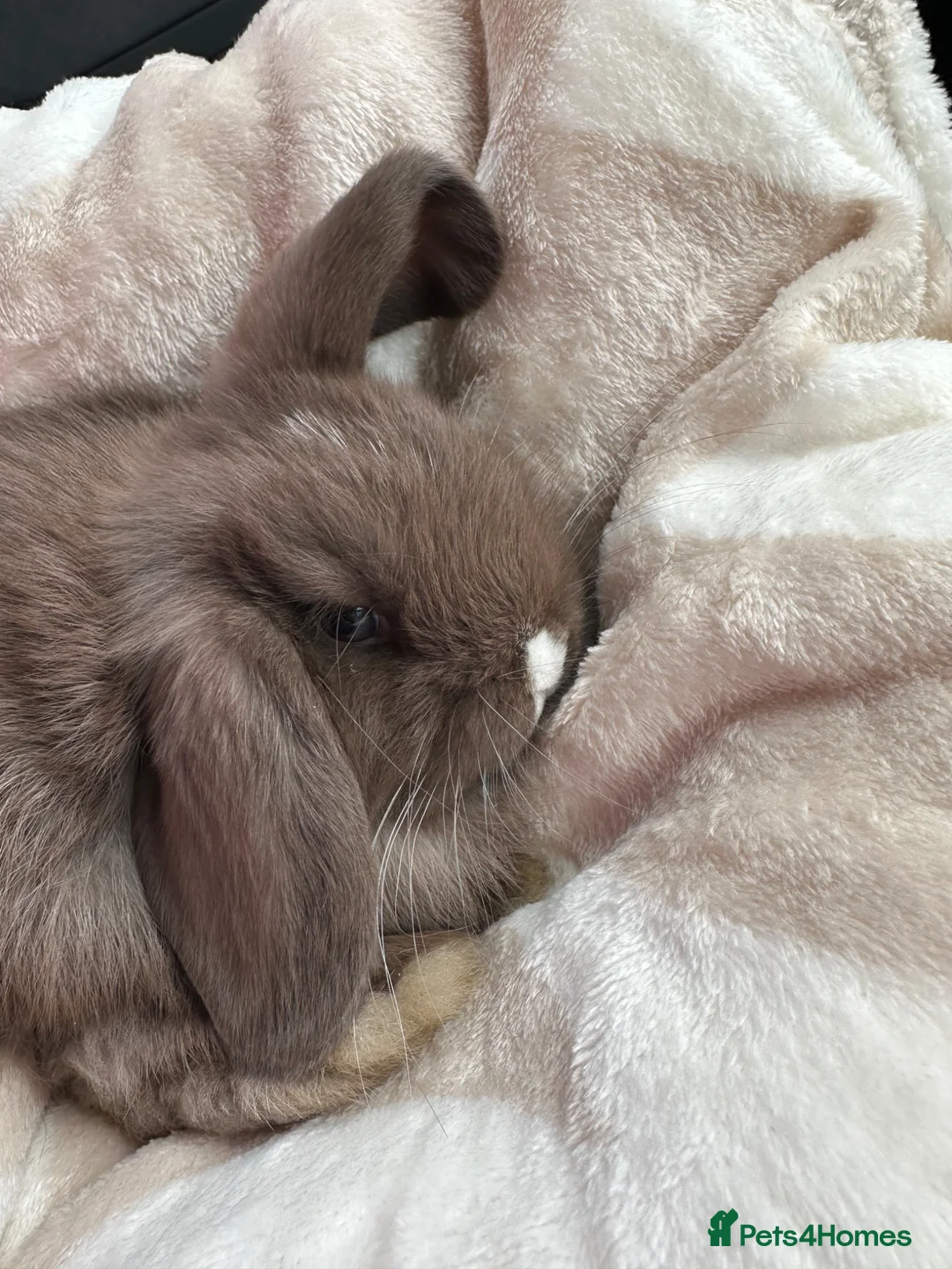 Mini Lop rabbits for sale: Chocolate mini lop - Advert 2