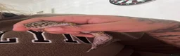 Leopard Gecko reptiles for sale: Leopard gecko  - Advert 2