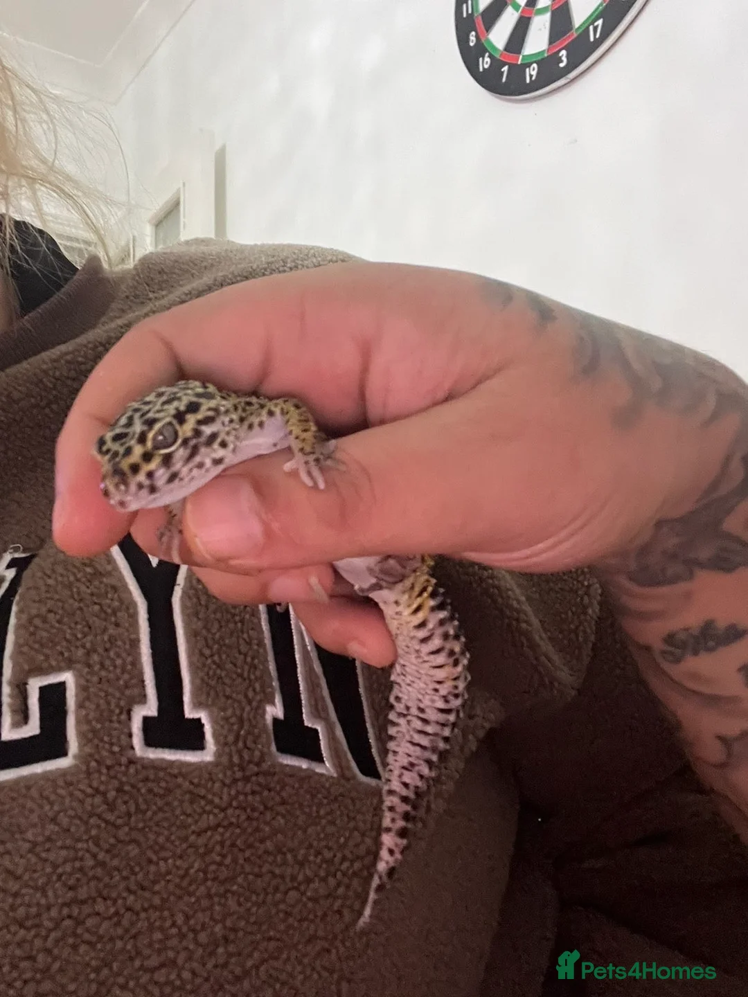 Leopard Gecko reptiles for sale: Leopard gecko  - Advert 2