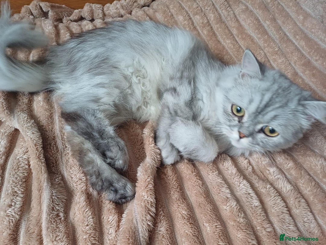 Persian cats for sale: Chinchilla persian 1 year. £250 - Image 4