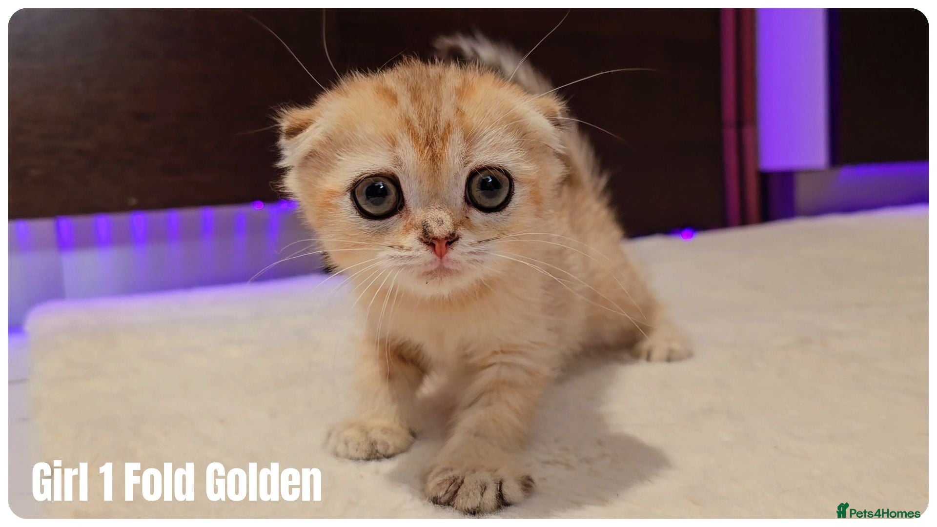 Scottish Fold cats 🐱 Scottish Fold & Scottish Straight Kittens - Advert 13
