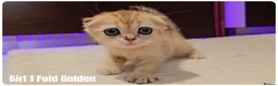 Scottish Fold cats for sale: 🐱 Scottish Fold & Scottish Straight Kittens - Advert 1