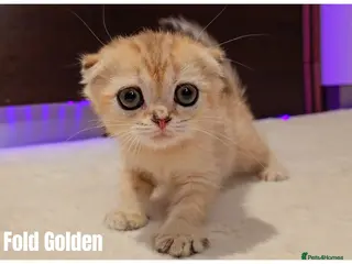 Scottish Fold cats 🐱 Scottish Fold & Scottish Straight Kittens - Advert 13