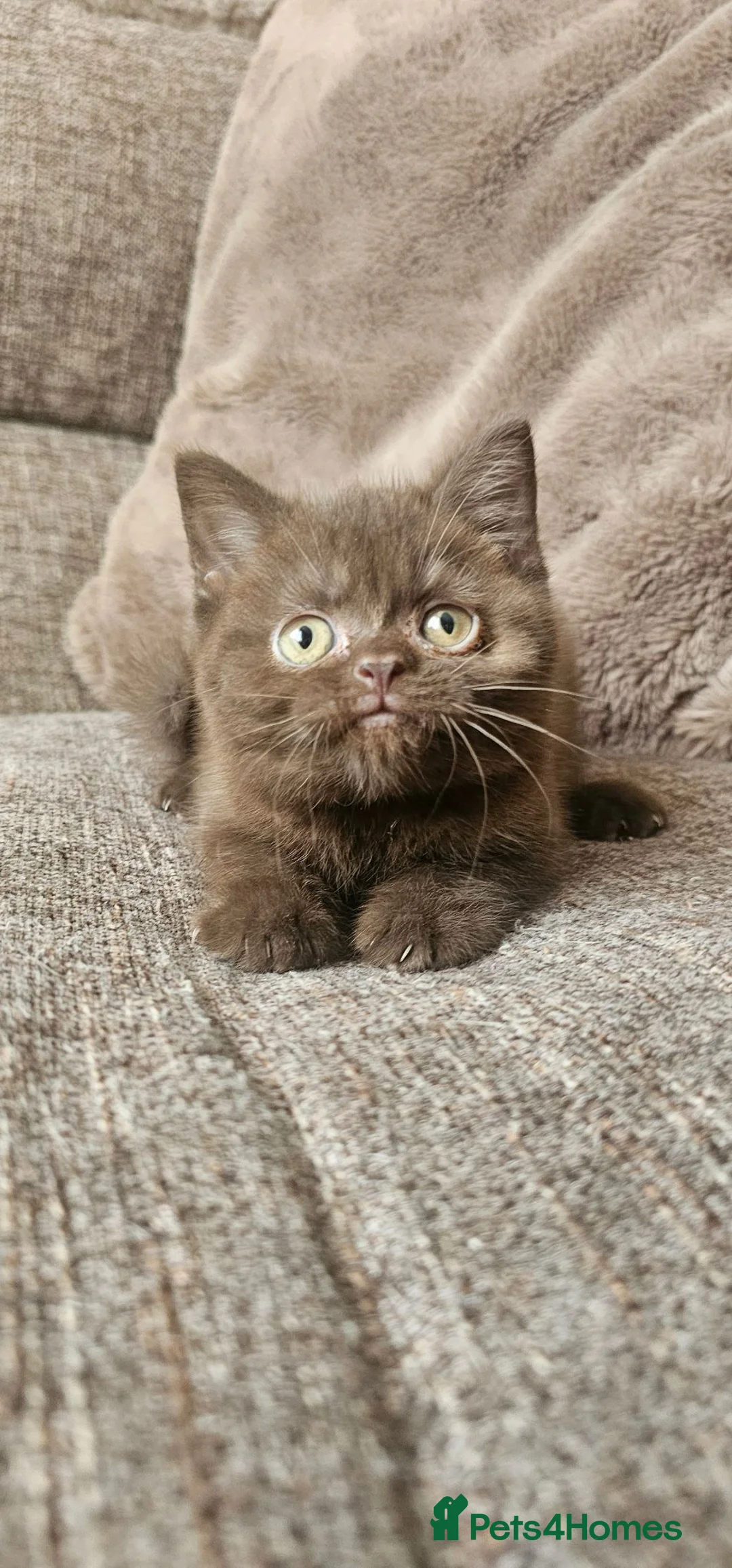Mixed Breed cats for sale: BSH x Scottish fold female kitten - Advert 1