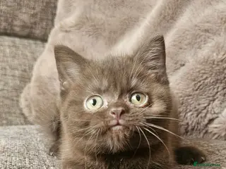 Mixed Breed cats BSH x Scottish fold female kitten - Advert 2