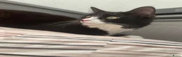Mixed Breed cats for sale: Fluffy Bonded sisters ready for a loving home ❤️  - Advert 10