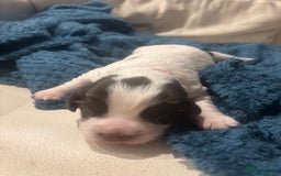 Sprocker dogs for sale: Brown Female sprocker- pedigree puppy - Image 2