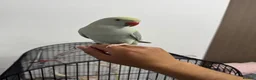 Ringnecks birds for sale: Indian Ringneck for sale in Bolton - Advert 3