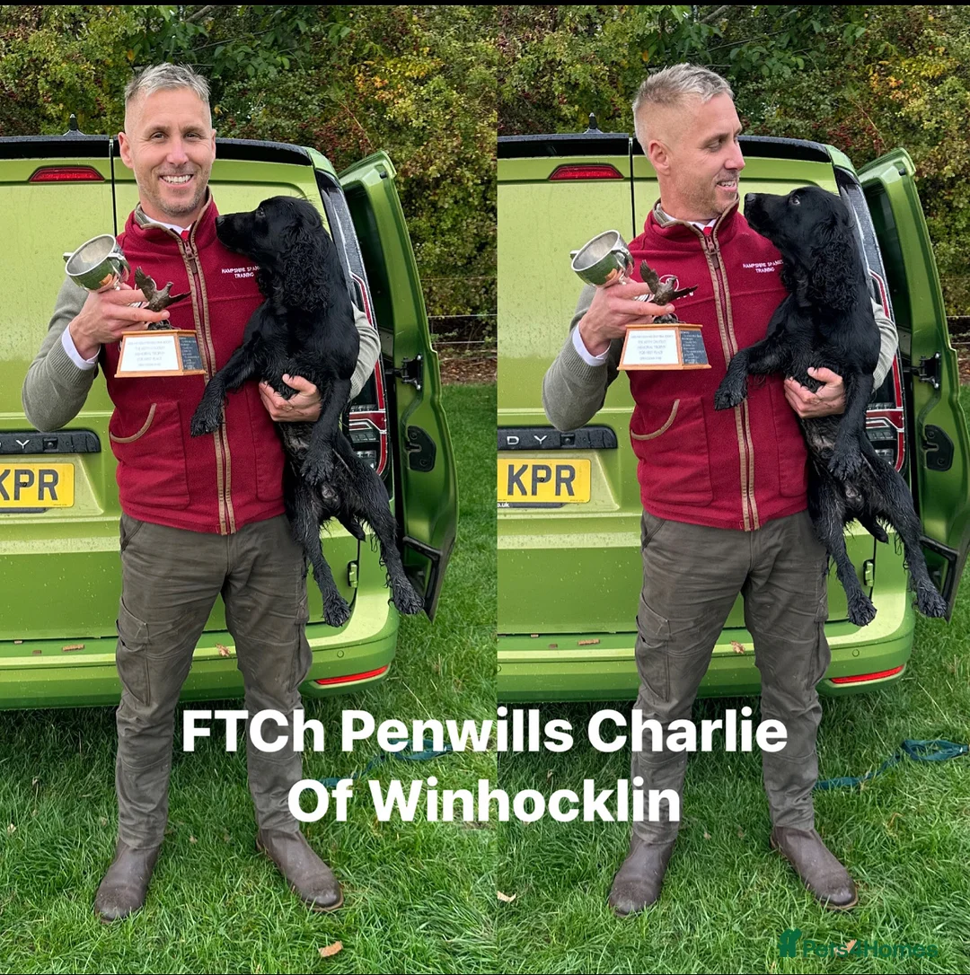 Cocker Spaniel dogs for stud: FTCh Penwills Charlie of Winhocklin  - Advert 6