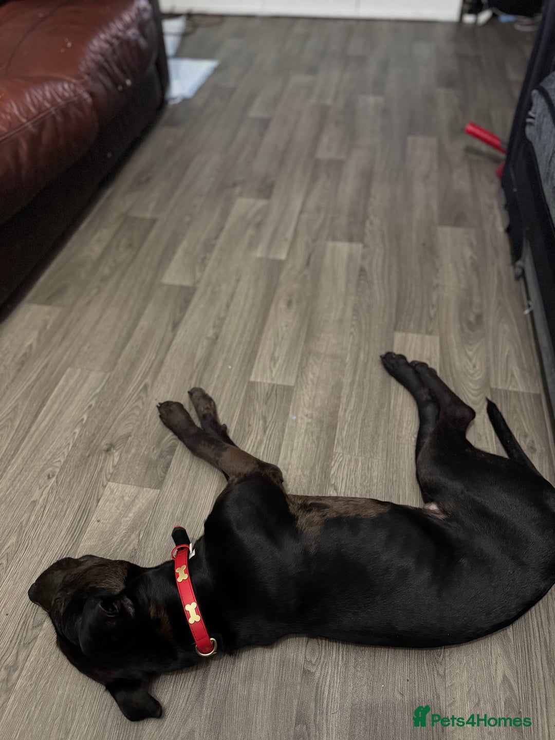 Mixed Breed dogs for sale: Beautiful Boy called Nero - Image 7