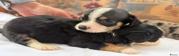 Mixed Breed dogs for sale: Pups for sale  in Wolverhampton - Advert 3