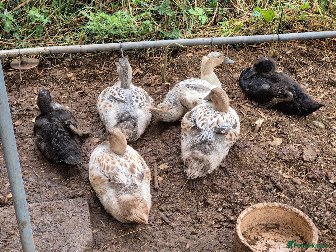 Ducks poultry for sale: Runner ducklings - Image 4
