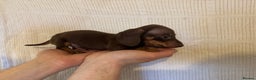 Miniature Dachshund dogs for sale: KC registered miniature dachshunds  - Advert 11