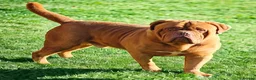 Dogue De Bordeaux dogs for stud: Stunning lad up for stud only  - Advert 1