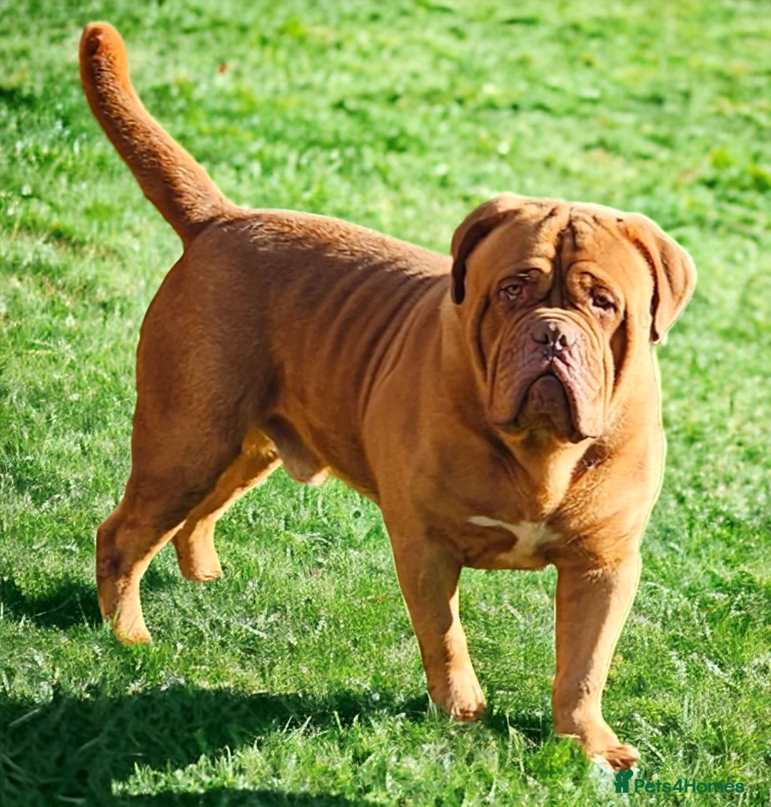 Dogue De Bordeaux dogs for stud: Stunning lad up for stud only  - Advert 1