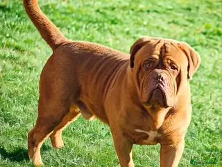 Dogue De Bordeaux dogs Stunning lad up for stud only - Advert 2