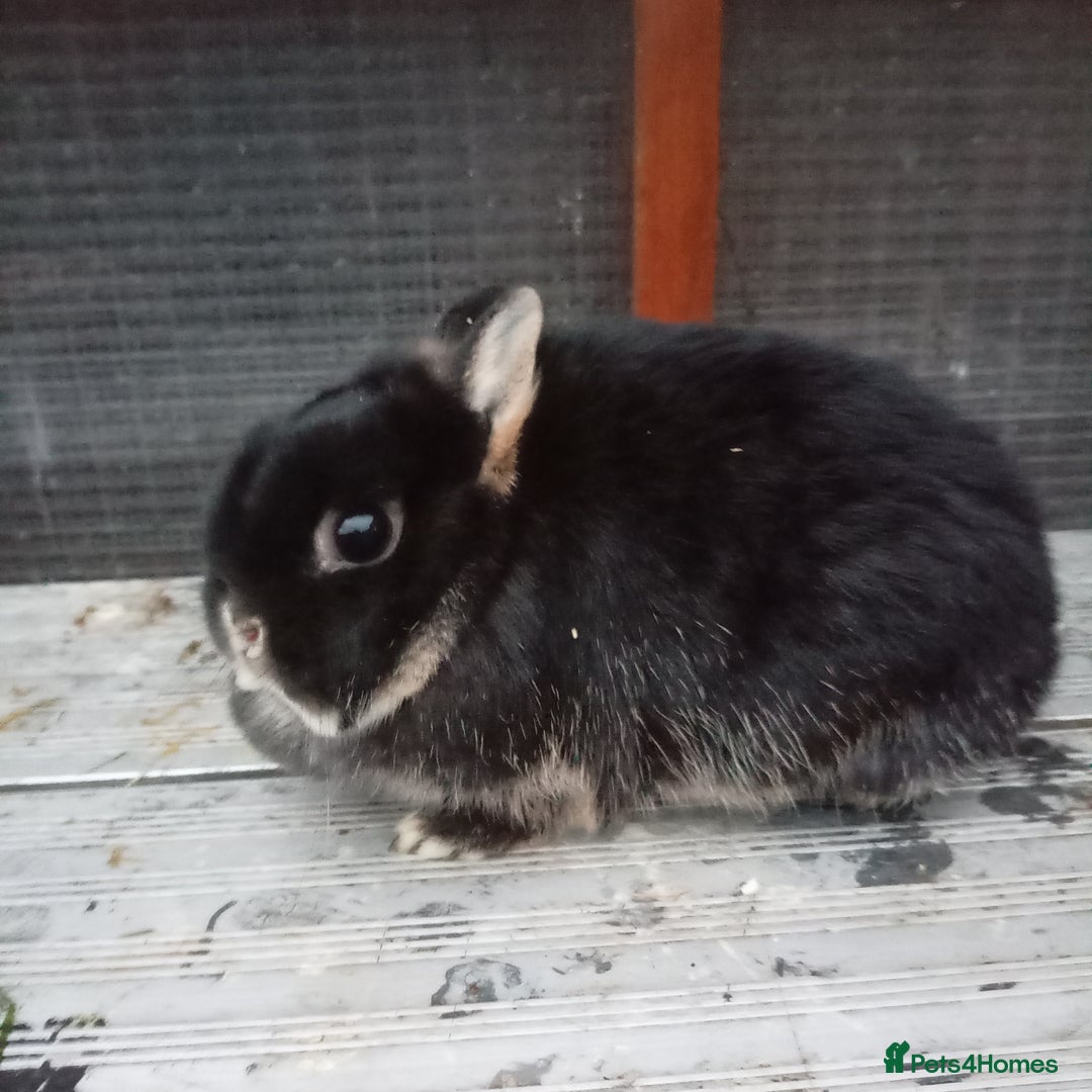 Netherland Dwarf rabbits for sale: Netherland dwarf  - Advert 2