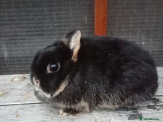 Netherland Dwarf rabbits Netherland dwarf young adults - Advert 3