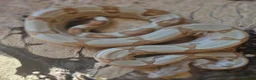 Boa Snake reptiles for sale: CB 2025 Anery 100% het Sharp & 2024 BWC Sunglow - Advert 2