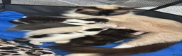 Mixed Breed cats for sale: HALF RAG DOLLS in Plymouth - Advert 1