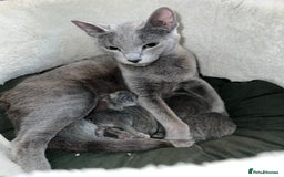 Russian Blue cats for sale: ❤️ BEAUTIFUL RUSSIAN BLUES❤️ - Image 8
