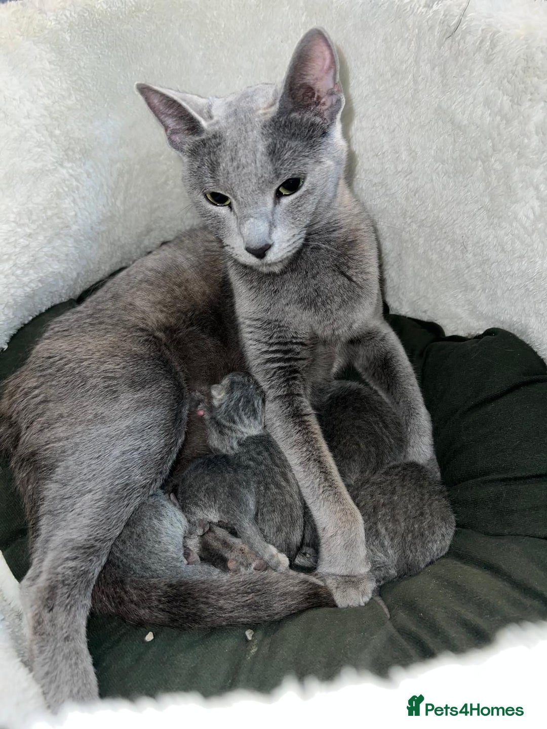Russian Blue cats for sale: ❤️ BEAUTIFUL RUSSIAN BLUES❤️ - Image 8