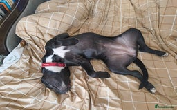 Mixed Breed dogs for sale: 6 Month Old Female Rehoming - Image 8