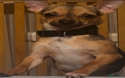 Chihuahua dogs for stud: Proven mini chihuahua stud - Image 5