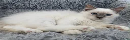 Ragdoll cats for sale: TICA Registered Pedigree Lilac Point/Mitted title - Advert 1