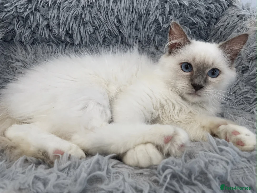 Ragdoll cats for sale: TICA Registered Pedigree Lilac Point/Mitted title - Advert 1