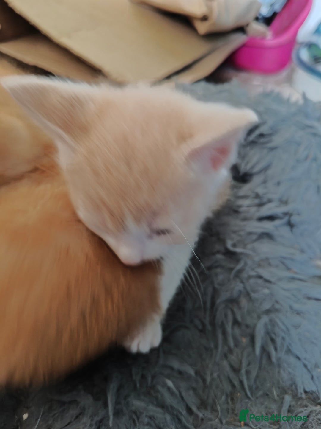 Mixed Breed cats for sale: Gorgeous Part BSH kittens ready to go now - Image 31