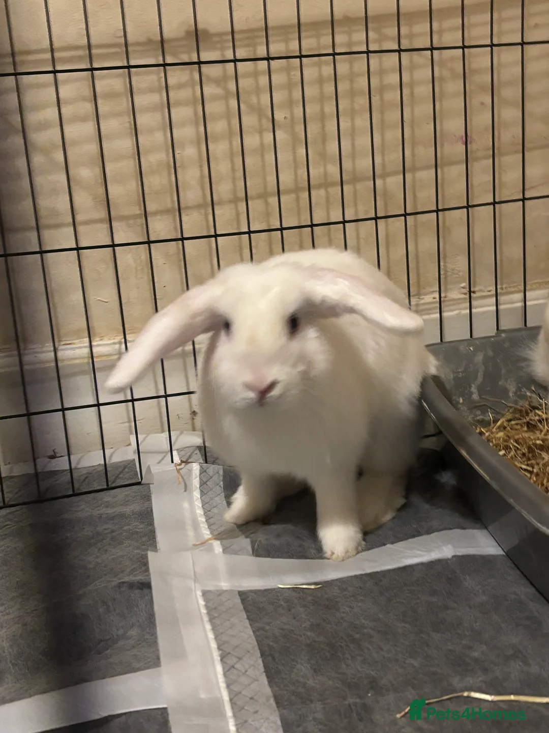 Lionhead rabbits for sale: lion head boy for sale in Burnham-on-Crouch - Advert 2