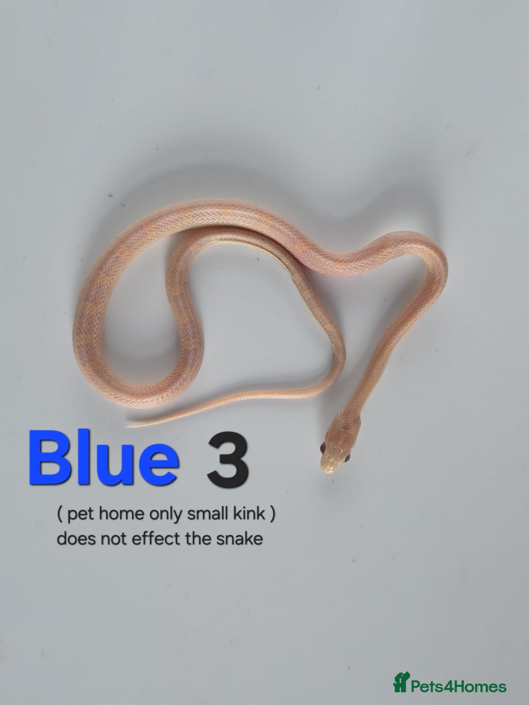 Corn Snake reptiles for sale: Baby Cornsnakes  - Advert 26