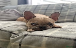 French Bulldog dogs for sale: French bulldog pedigree litter - Image 16