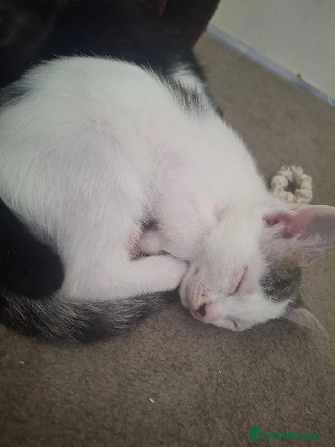 Mixed Breed cats for sale: Little Pua (Moana) - Advert 11