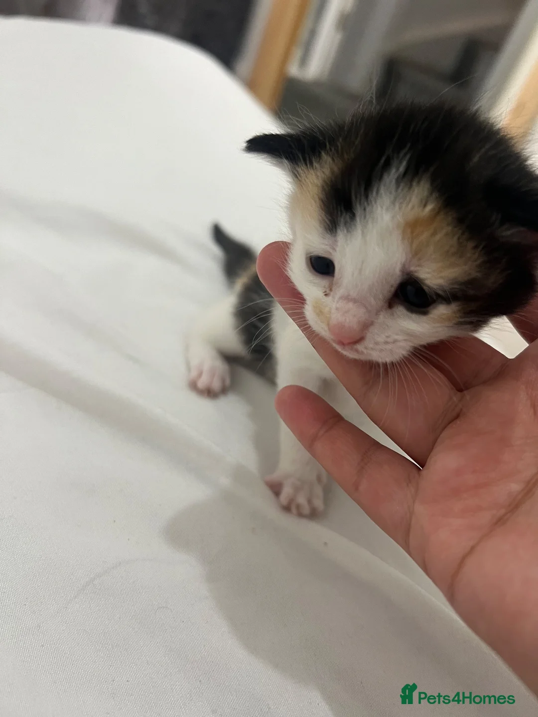 Mixed Breed cats for sale: Kittens  - Advert 6