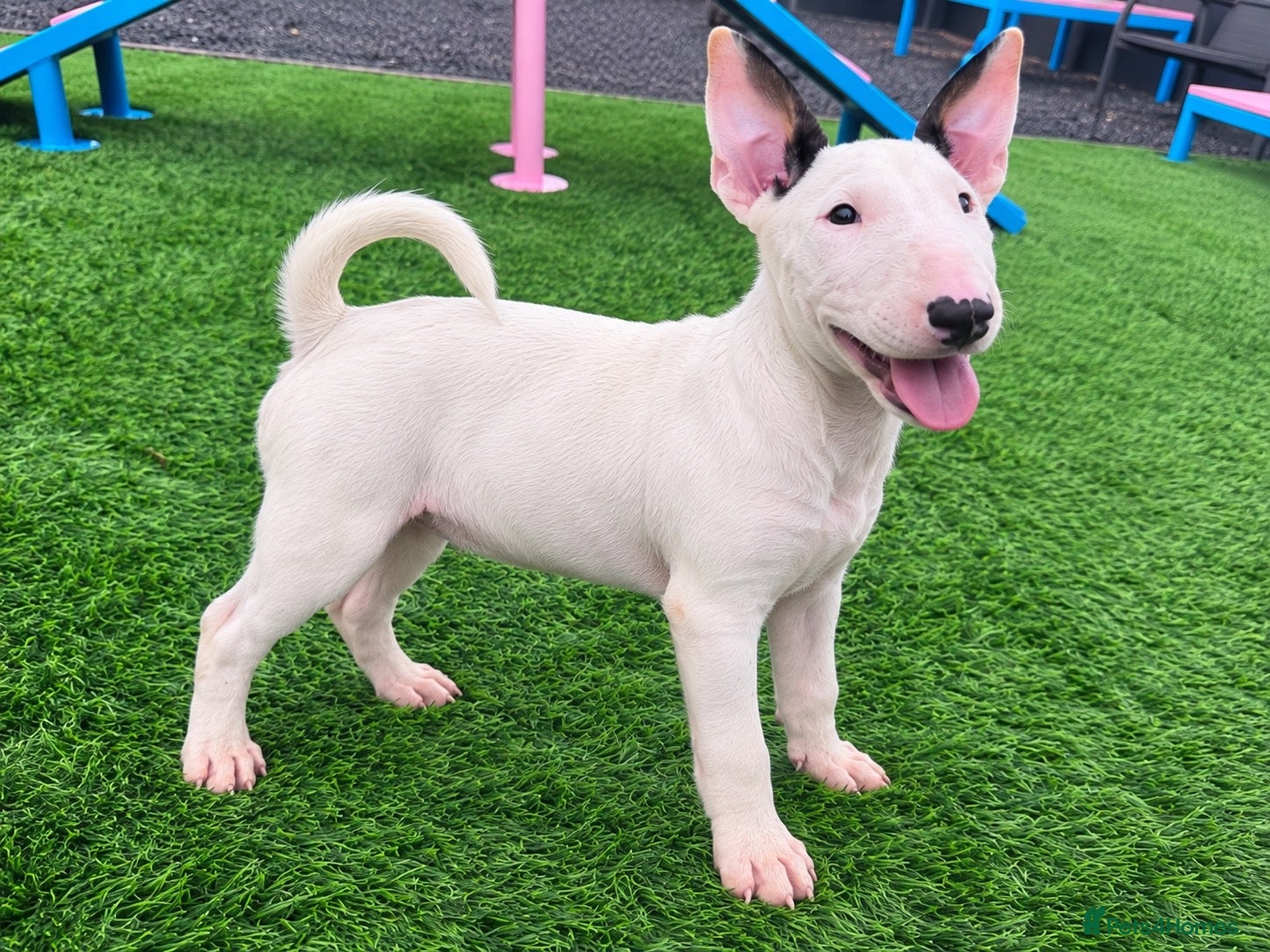 English Bull Terrier dogs Stunning English bull terrier puppies for sale  - Advert 1