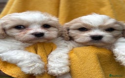 Cavapoochon dogs for sale: ⭐️1 CAVAPOOCHON in Cheshire (KC DAD) ready now✅ - Image 1
