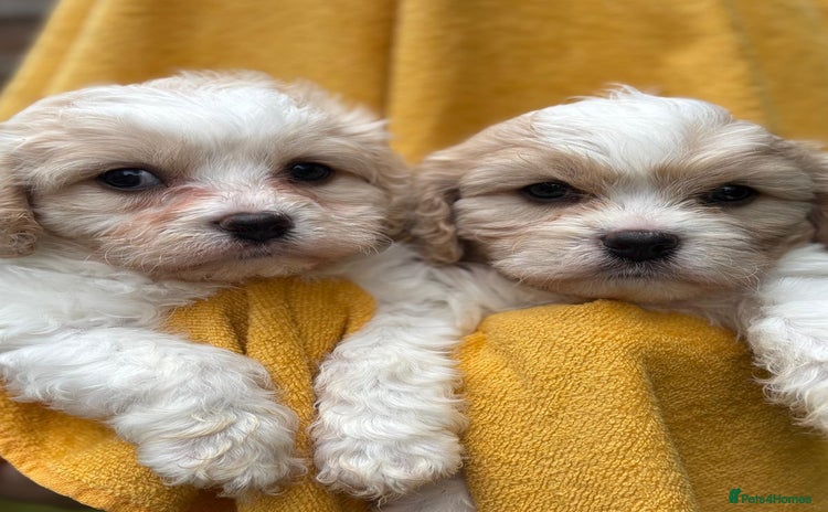 Cavapoochon dogs - Advert 3