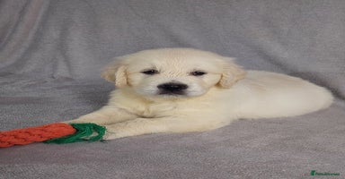 Golden Retriever dogs - Advert 12
