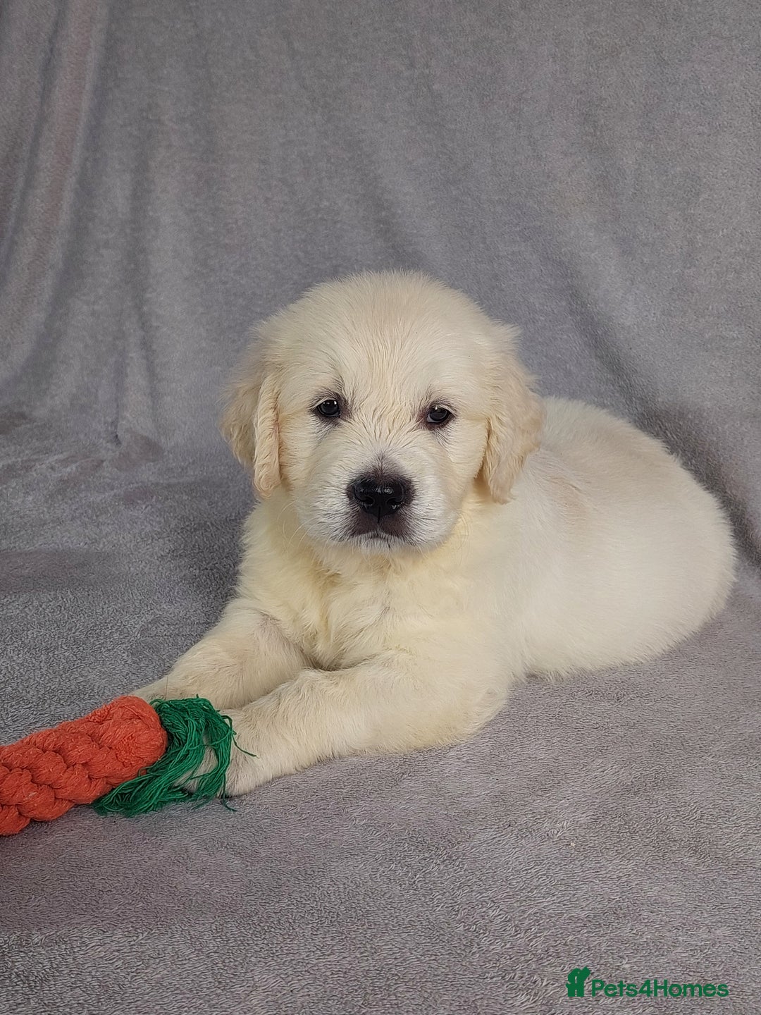 Golden Retriever dogs for sale: KC registered golden retriever puppies  - Image 2